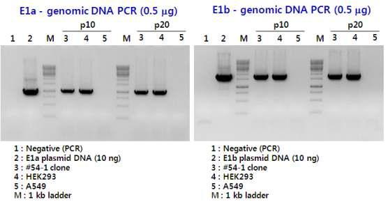 생산세포주 #54-1 클론의 E1a 및 E1b 유전자 안정성 분석