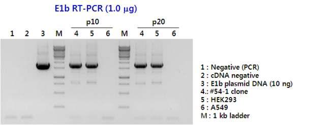 #54-1 single cell 클론의 E1b 발현 분석 (RT-PCR)