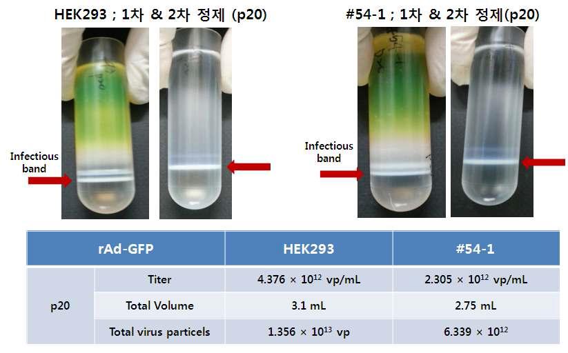 #54-1single cell 클론의 아데노바이러스 대량생산효율성 분석