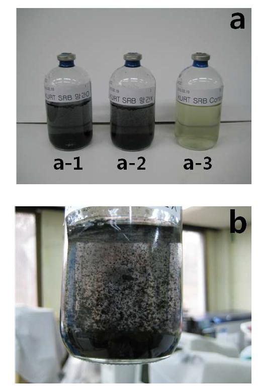 황산염환원박테리아(SRB)에 의해 새롭게 형성된 맥키나와이트 나노황화광물. (a-1) Mn 첨가된 용존황산염 조건, (a-2) 일반 용존황산염조건, (a-3) 무생물 비교조건. (b) 맥키나와이트 확대 사진.
