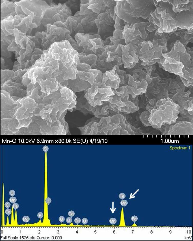 Mn 첨가된 맥키나와이트 주사전자현미경(SEM) 이미지 및 화학분석 스펙트럼. 우라늄이 맥키나와이트 구조내에 존재하는 것이 확인되고 망간의 일부도 확인됨.