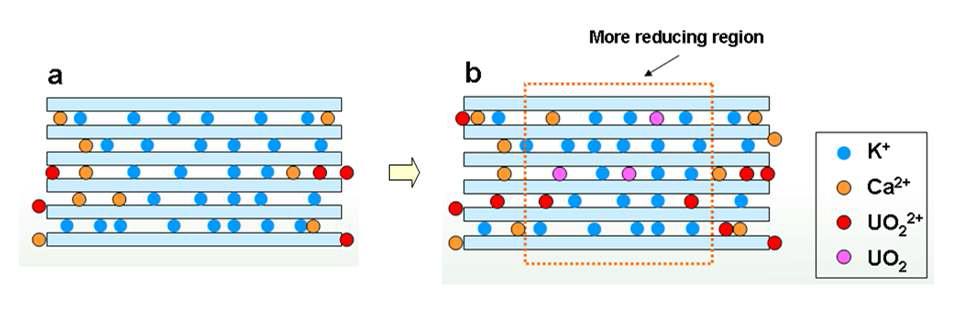 용존 산화우라늄(VI)이 나노흑운모와 반응하여 층간구조 내로 치환되어 들어가고 추후 우라늄(IV)로 환원되면서 화학적으로 안정화되는 기작의 모식도.