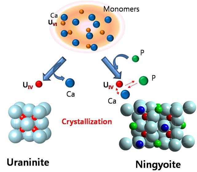 우라늄의 나노광물화 및 인산염에 의한 닌교아이트 형성 개념도.