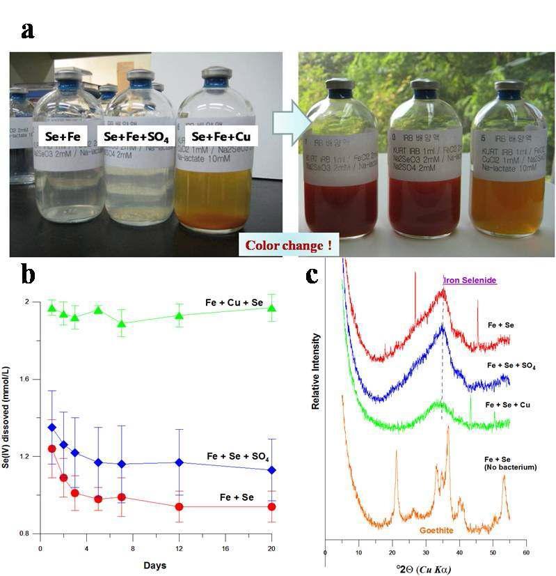 ‘미시가넨시스 ’ 미생물에 의한 용존셀레늄의 불용 및 결정광물화실험