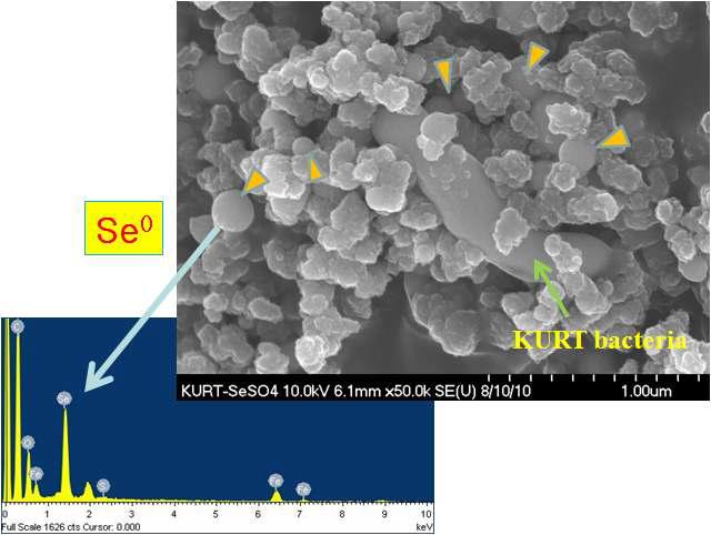 용존 셀레늄이 불용성 나노광물화된 원소 셀레늄(Se0 ) 및 iron selenide(Fe3Se2) 전자현미경 이미지
