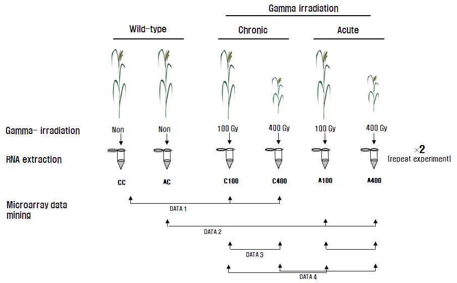 Diagrammatic representation of the microarray strategy used to identify subsets of genes with differential expression profiles along the acute and chronic stage of gamma-rays of rice.