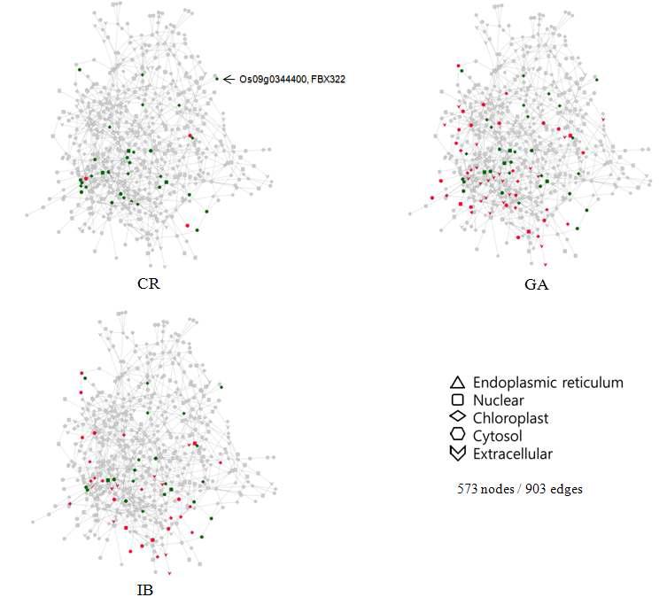 Co-expression network analysis of candidate RMG. Co-expression network (573 nodes and 903 edges) of candidate RMG by ARACNE algorithm.