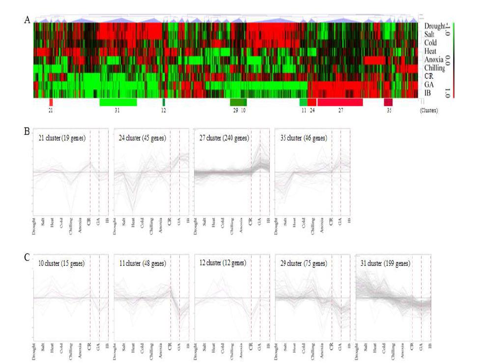 Hierachical clustering analysis of differentially expressed genes (DEGs) against six abiotic stress in various irradiated plants by comparison with non-treated plants using the complete linkage algorithm (A) Heat map of specific DEGs in gamma ray-treated plants. The red and green colors indicated up-regulation (log2 > 1) and down-regulation (log2 < -1), respectively. (B) and (C) indicate expressed patterns of up-regulation and down-regulation in specific DEGs of gamma ray-treated plants. The red lines were average expressed level.