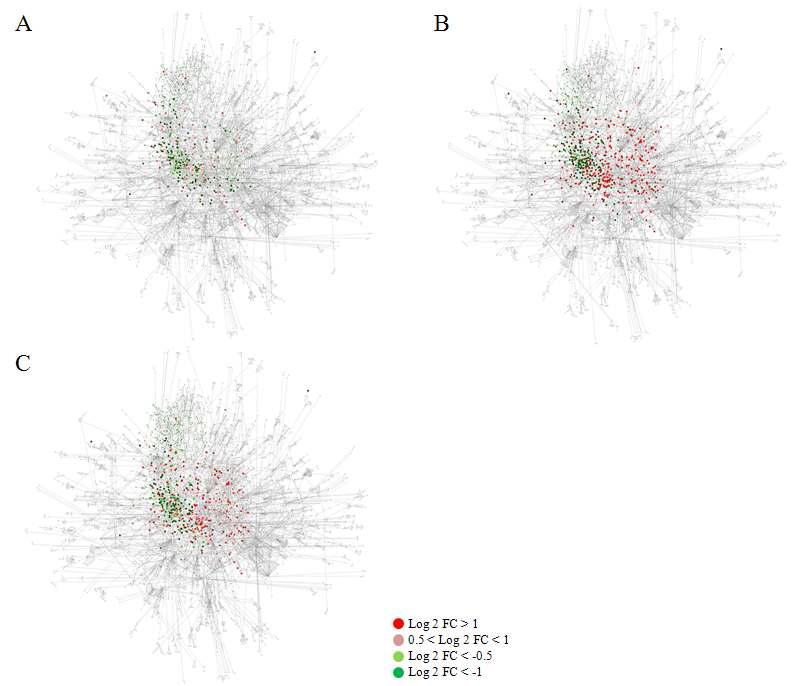 Co-expression network analysis of candidate radio marker genes in CR (A), GA (B), and IB (C). Co-expression network (6212 nodes and 7227 edges) of candidate radio marker genes by ARACNE algorithm. The red and green color of nodes indicate the up-regulated and down-regulated genes, respectively. The larger nodes indicated the genes of 24, 27, and 31 clusters.