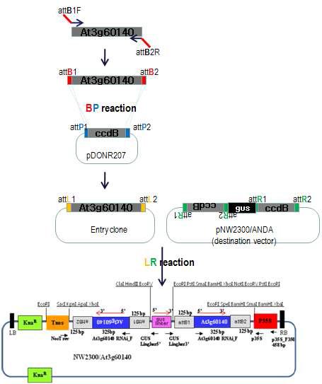 RNAi vector for knock-down of At3g60140 gene.