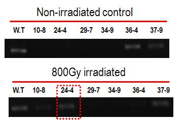 Final T3 line(#72-2) selection after irradiation.