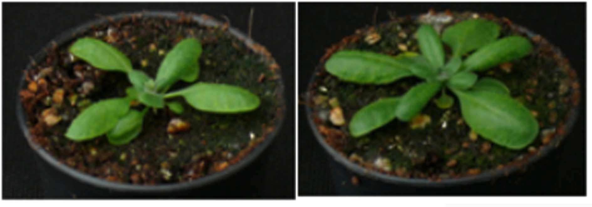 Twenty-four days plant after germination (left) control plant (right) transgenic plant.