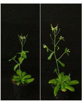 Thirty-five days plant after germination (left) control plant (right) transgenic plant.