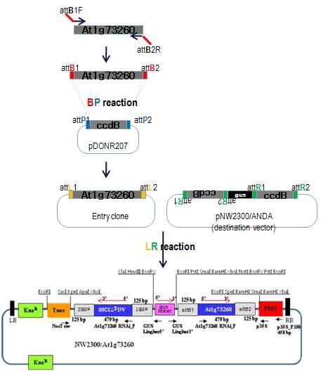 RNAi vector for knock-down of At1g73260 gene.
