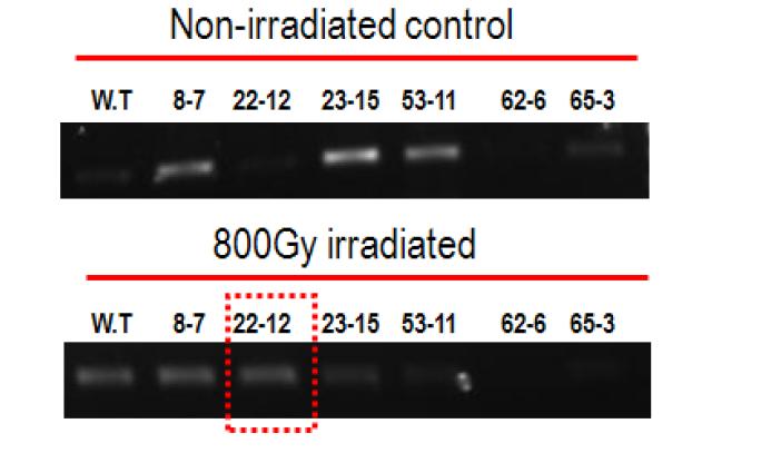 Final T3 line(#22-12) selection after irradiation.