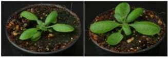 Twenty-four days plant after germination(left)control plant (right) transgenic plant.
