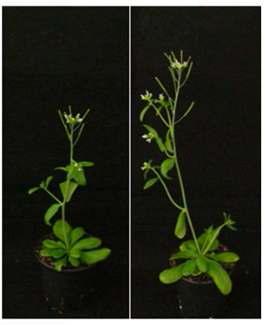 Thirty-five days plant after germination (left)control plant (right) transgenic plant.