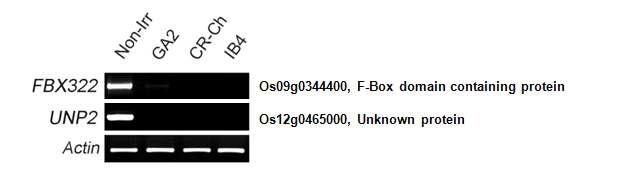 RT-PCR results of down-regulated genes in different types of ionizing radiation