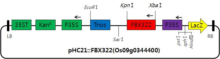 pHC21 over-expression vector map with OsFBX322