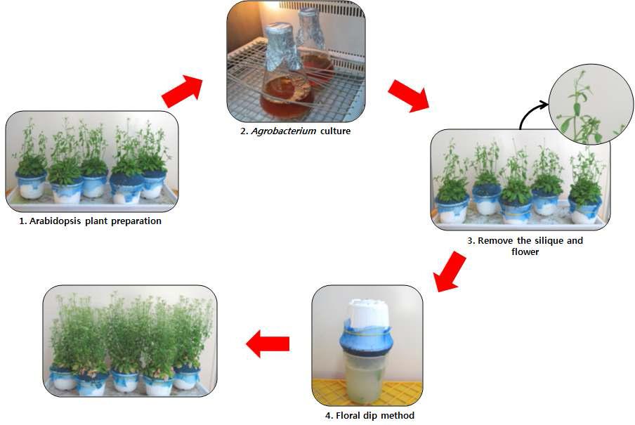 Transformation process using Agrobacterium tumefaciens in Arabidopsis plants.