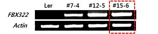 Primary line selection for OsFBX322 gene by RT-PCR.