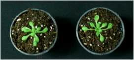 Twenty-four days plant after germination (left) control plant (right) transgenic plant.