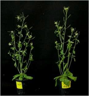 Forty-five daus plants after germination (left) control plant (right) transgenic plant.