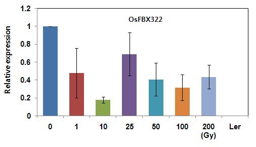 Quantitative real-time PCR analysis of OsFBX322 transgenic line after gamma-irradiation.