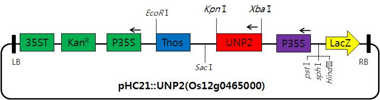 pHC21 over-expression vector map with UNP2