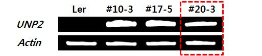 Primary line selection for OsUNP2 gene by RT-PCR.