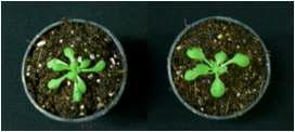 Twenty-four days plant after germination (left) control plant (right) transgenic plant.