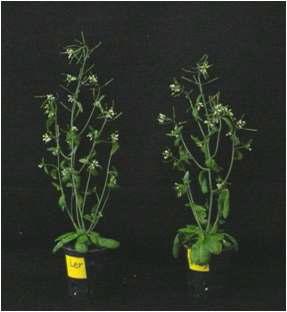 Forty-five daus plants after germination (left) control plant (right) transgenic plant.