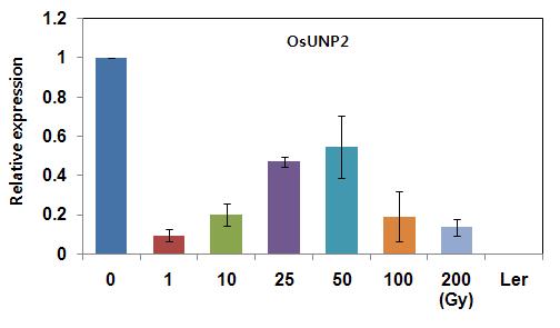 Quantitative real-time PCR analysis of OsUNP2 transgenic line after gamma-irradiation.