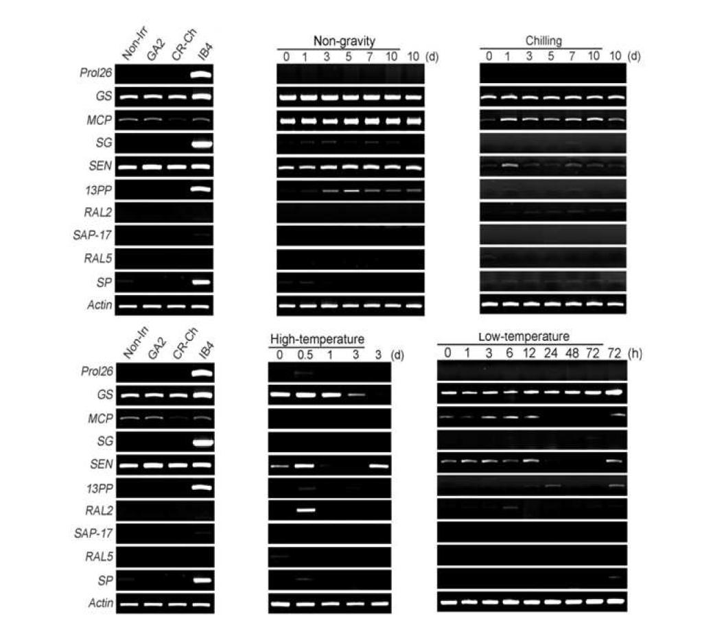 RT-PCR analyses of up-regulated genes by ionizing radiation and abiotic stresses.