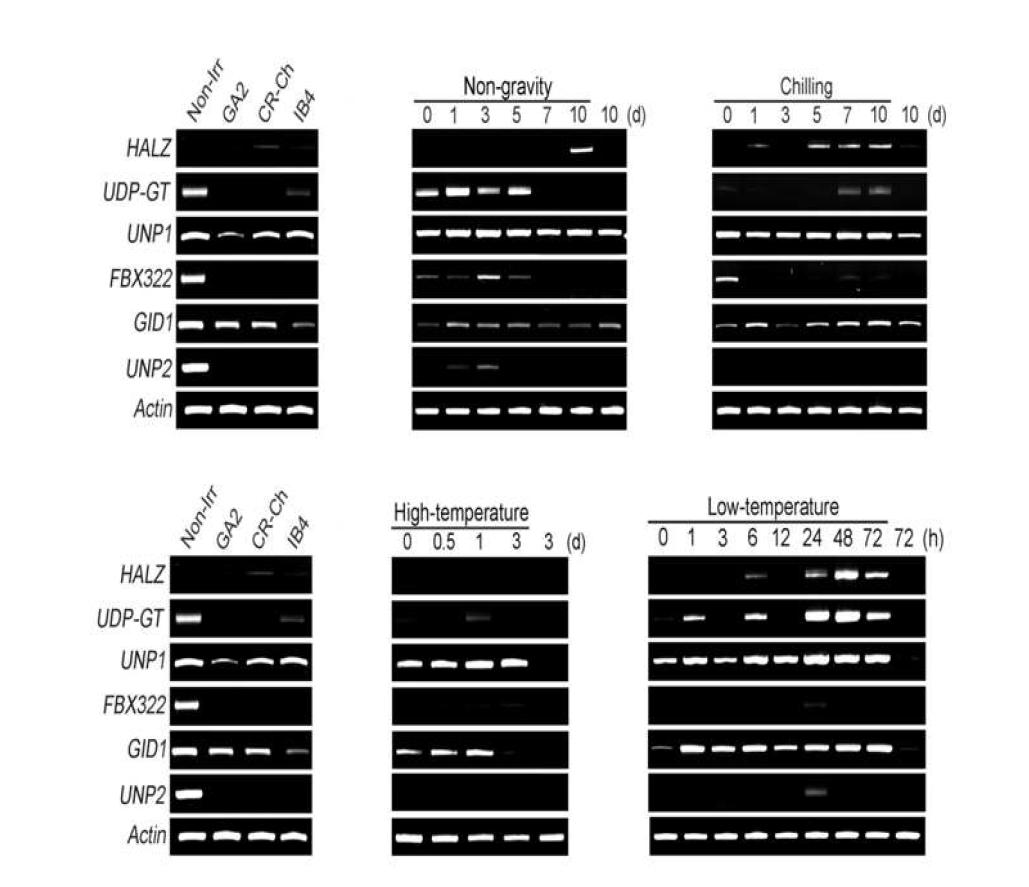 RT-PCR analyses of down-regulated genes by ionizing radiation and abiotic stresses.