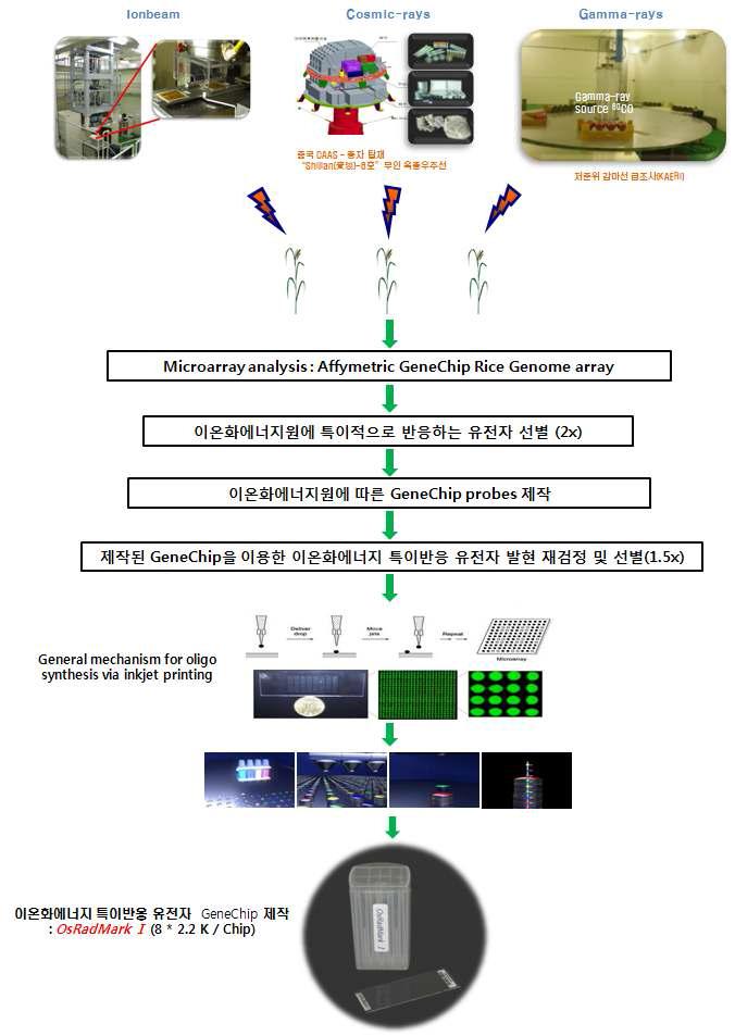 GeneChip producion process of the specific expressed candidate genes in different types of ionizing radiation