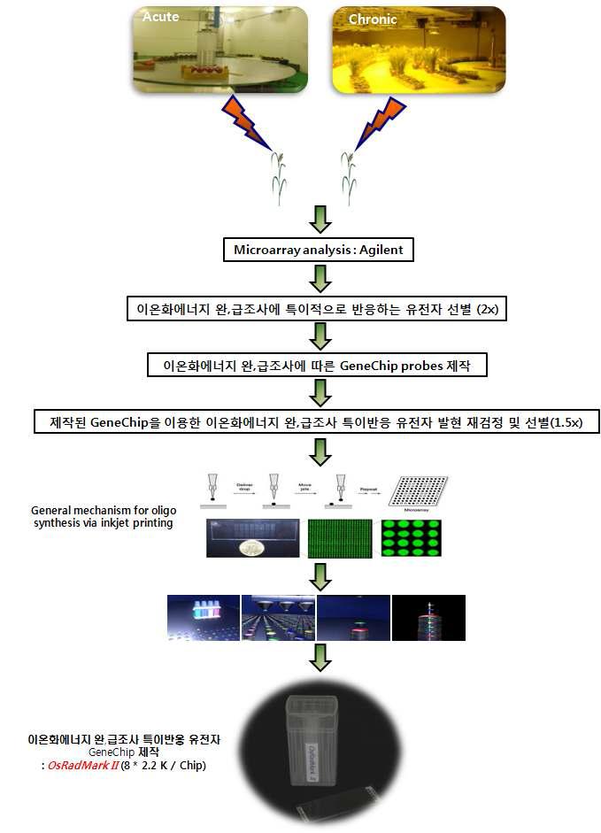 GeneChip producion process of the specific expressed candidate genes in Acute and Chronic radiations