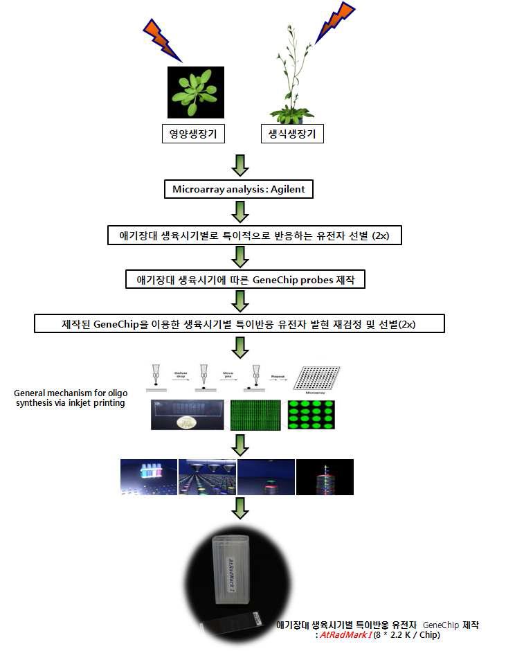 GeneChip producion process of the specific expressed candidate genes in various developmental stages of Arabidopsis.