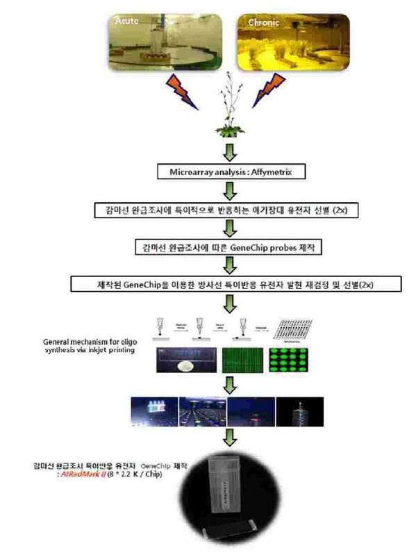 GeneChip producion process of the specific expressed candidate genes in Acute and Chronic radiated Arabidopsis.