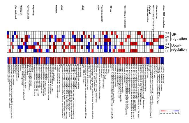PageMan analysis of the functional categories of genes whose transcription was altered by CR, GA and IB. The different colors represent the degree of change in the gene expression level (log2 (FC)) according to Fisher’s exact test with default parameters. Red represents the significant enrichment of DEGs, blue represents the significant depletion of DEGs, and white represents no significance.