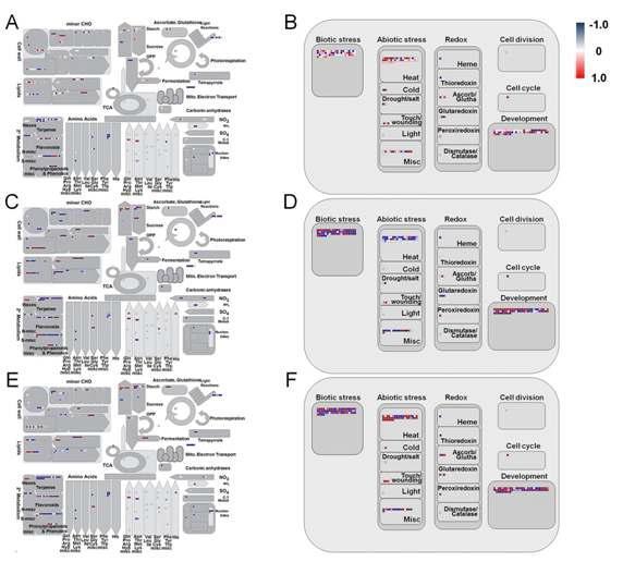 MapMan Metabolism overview showing the different gene expression levels between plants treated with CR, GA and IB. Gene expression is visualized in the metabolism overview (A, C, E) and the cellular response overview (B, D, F) for plants treated with CR, GA, and IB. The different colors represent the log2 (FC) values of the gene expression levels in response to various stresses: red, up-regulation; black, no change; green, down-regulation.