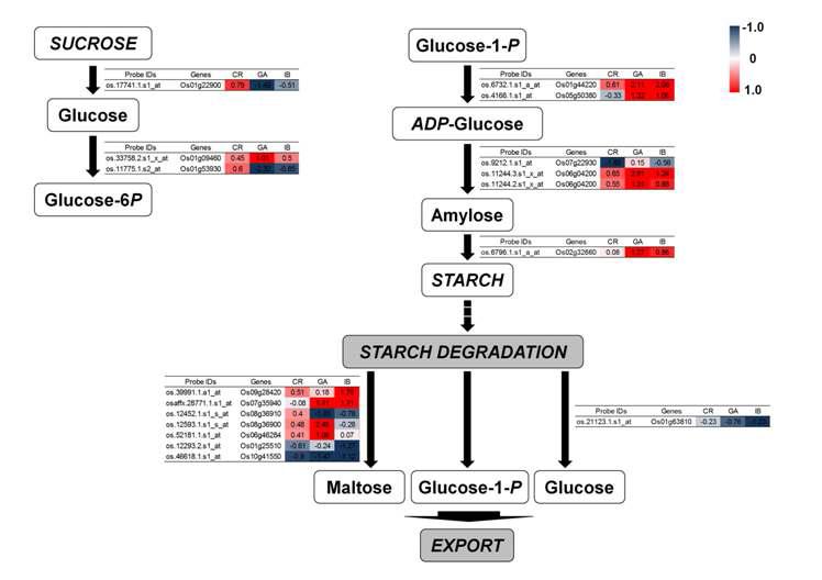 Sucrose-starch maps for major CHO metabolism pathways showing different gene expression levels between the CR, GA, and IB treatments. The different colors represent the log2 (FC) values for expression in response to various stresses: red, up-regulation; white, no change; blue, down-regulation