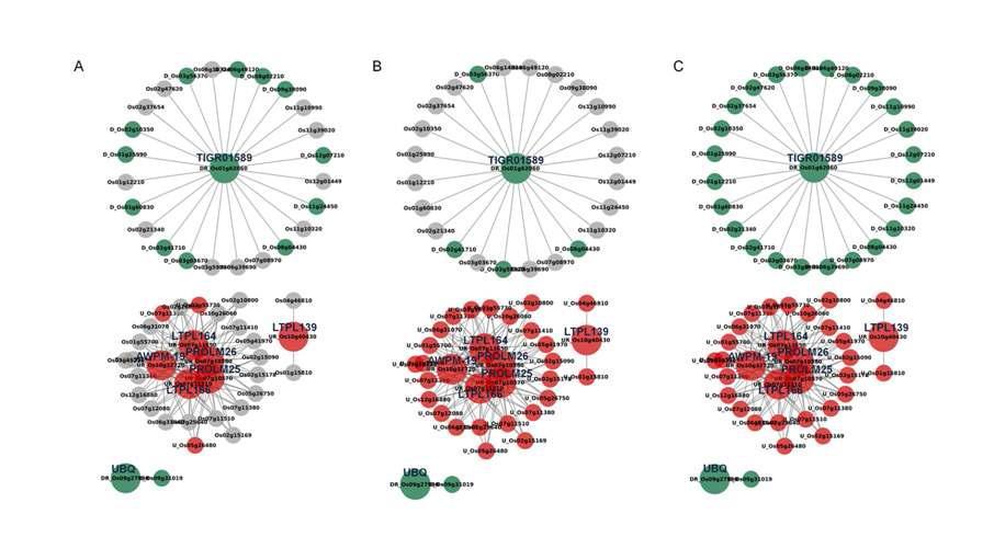 Coexpression network analysis of candidate RMGs between CR, GA, and IB. The color of the node represents the expression level of the genes corresponding to each of the probes. The different colors represent the log2 (FC) values in response various stresses: red, log2 (FC) ≥ 1(up-regulation); gray, 1 > log2 (FC) > -1 (no change); green, log2 (FC) ≤ -1 (down-regulation). The larger nodes indicate candidate RMGs. The blue labels for RMGs indicate short descriptions.