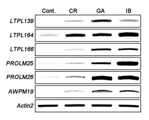 RT-PCR analysis of RMGs. The RNA levels of several selected RMGs were analyzed by RT-PCR to validate the results of the microarray analysis: PROLM25 (Os07g10570), PROLM26 (Os07g10580), LTPL166 (Os07g11310), LTPL164 (Os07g11650), LTPL139 (Os10g40430), and AWPM19 (Os10g32720). The Actin2 gene served as a control.