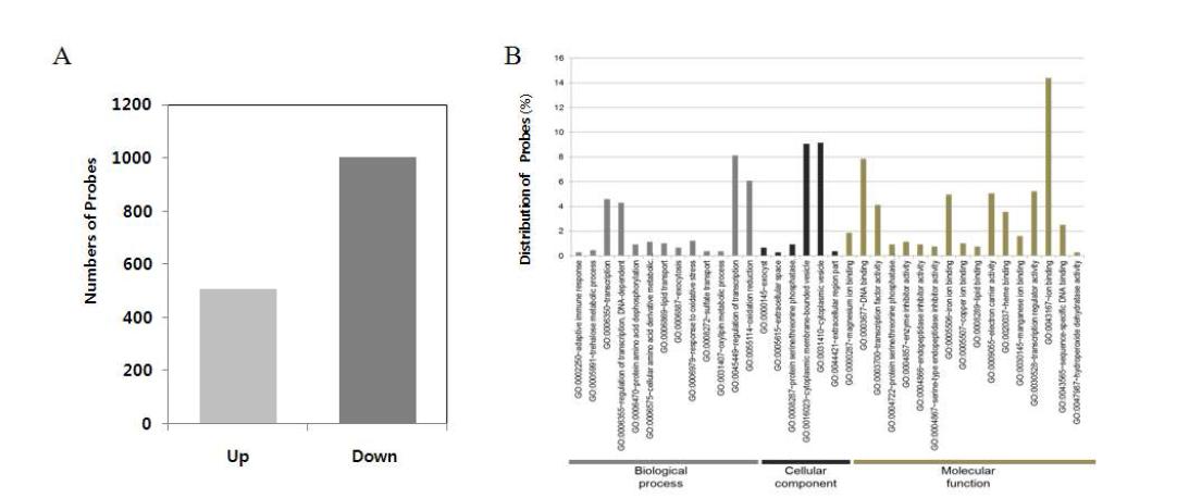 Comparison of differentially expressed probes from GA-treated individuals. (A) Distribution of up-regulated and down-regulated probes. The up-regulated and down-regulated probes indicate log2> 1 and log2< -1 of 2-fold values in comparison with non-irradiated plants. (B) Functional enrichment test of specific differentially expressed probes that were exposed to gamma-ray by DAVID with a P -value < 0.05. BP, CC and MF indicate the biological process, cellular components and molecular functions categories, respectively, of Gene Ontology