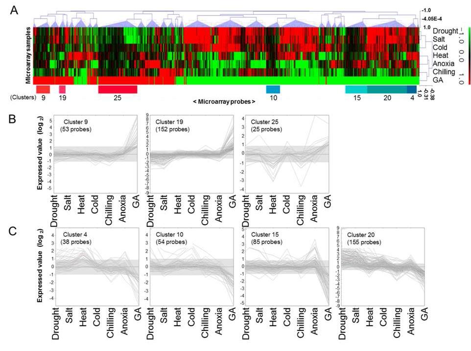 Hierarchical clustering analysis of differentially expressed probes against 6 abiotic stresses in GA-treated plants in comparison with non-treated plants using the complete linkage algorithm. (A) Heatmap of specific DEGs in gamma-irradiated rice plants. The red and blue colors indicate up-regulation (log2 > 1) and down-regulation (log2< -1), respectively. (B) and (C) indicate expressed patterns of up-regulation and down-regulation in specific DEGs of gamma-irradiated rice plants. The red lines indicate the average expressed levels.