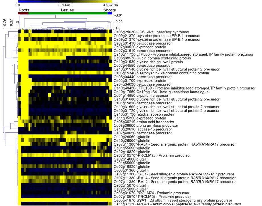 Expression profiles of candidate RMGs in various rice tissues. A heatmap representing hierarchical clustering with a complete linkage algorithm shows the expression of candidate RMGs in shoots, leaves and roots.