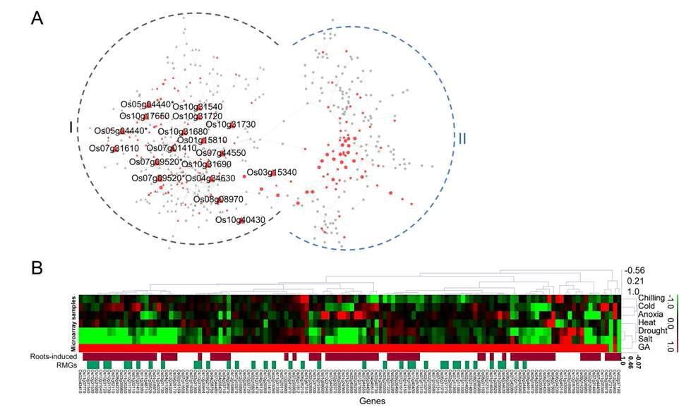 Coexpression network analysis of candidate RMGs. (A) Coexpression network (509 probes and 712 interactions) of candidate RMGs with the ARACNE algorithm. The red node color indicates up-regulated genes (2-fold > 1). The circle and triangle nodes indicate the non-specific and specific root genes. Candidate radio marker probes were larger than the others. (B) Heatmaps of 132 coexpressed genes (2 down-regulated genes / 130 up-regulated genes) in the coexpression network by hierarchical clustering.