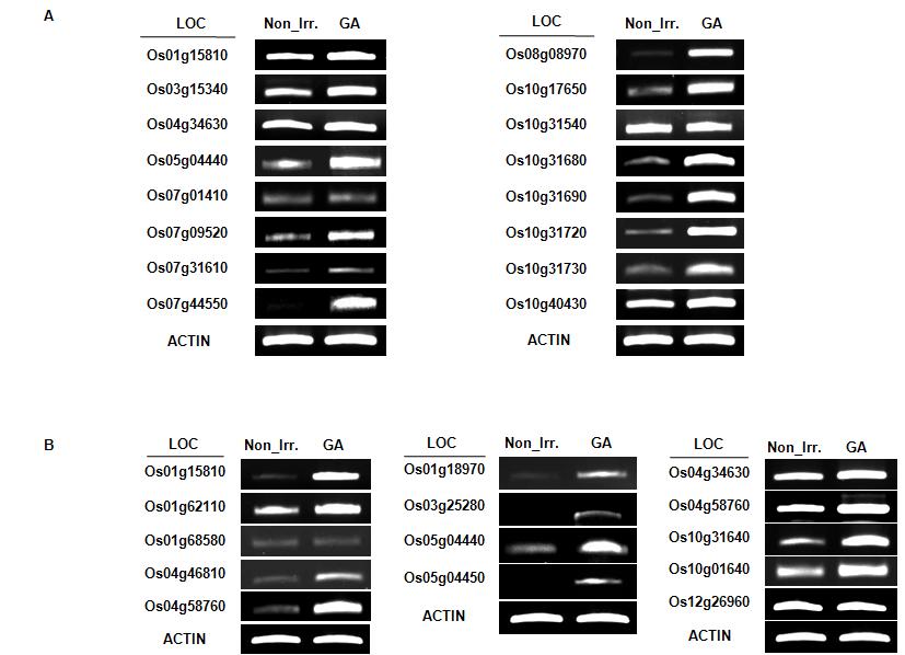 Expression patterns of RMGs and coexpressed genes by RT-PCR analysis. (A) To validate coexpression network results, (A) 16 RGMs and (B) 11 genes coexpressed with 3 RMGs among 16RMGs were selected, and RT-PCR were performed using designed primers.