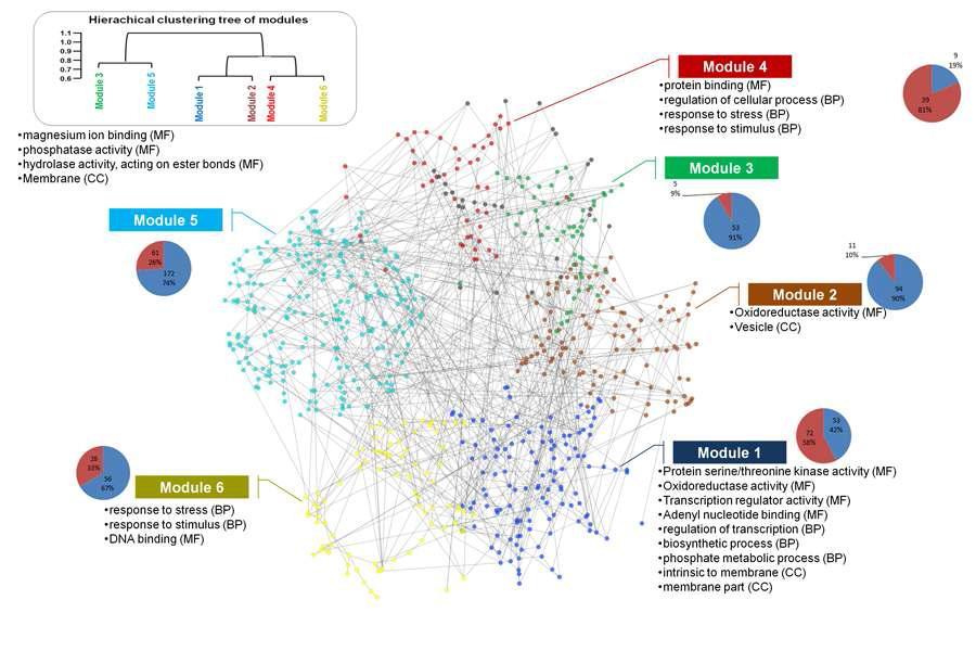 Mapping the modules onto the CR-responsive gene co-expression network (680 nodes and 1192 edges). The node colors represent the gene modules. The over-represented GO terms are shown for each module. Each pie chart represents the proportion of up- (red color) and down- (Blue color) regulated genes in the corresponding module. Genes that do not belong to any module are colored gray. The MF, BP and CC indicate the molecular functions, biological processes, and celllular components, respectively.